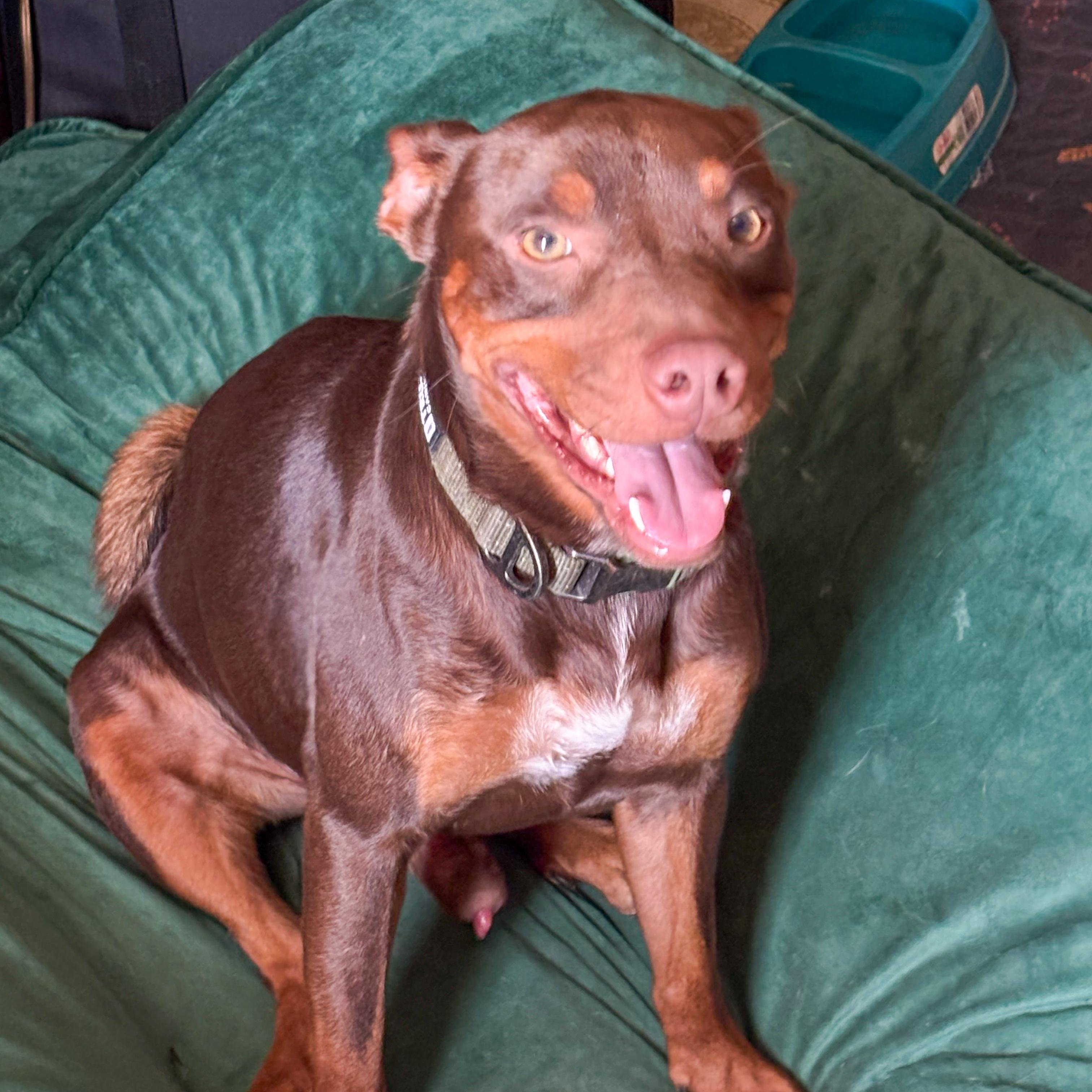 Enlarge Cheeto, a Adoption Pending mixed breed in Rochester, NY image 5/6