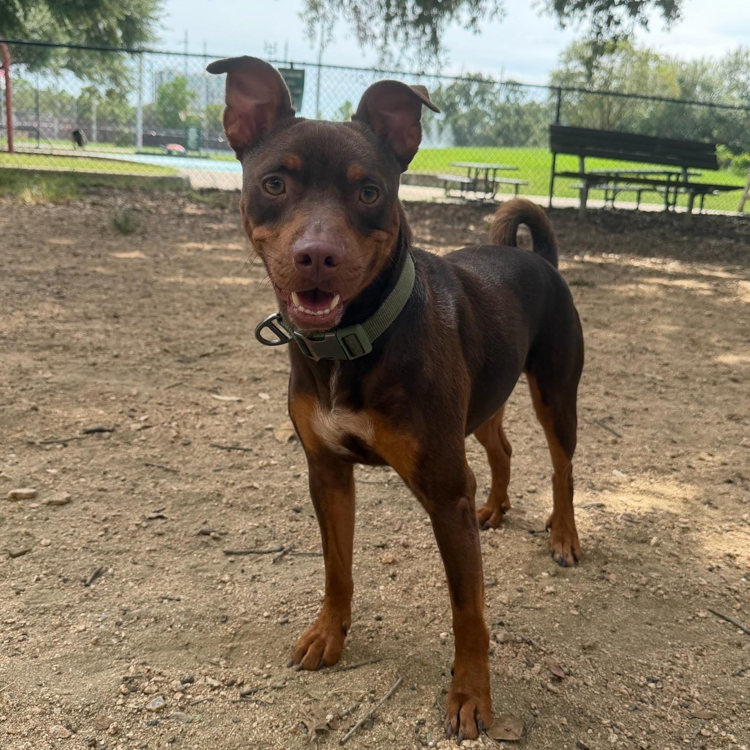 Enlarge Cheeto, a Adoption Pending mixed breed in Rochester, NY image 3/6
