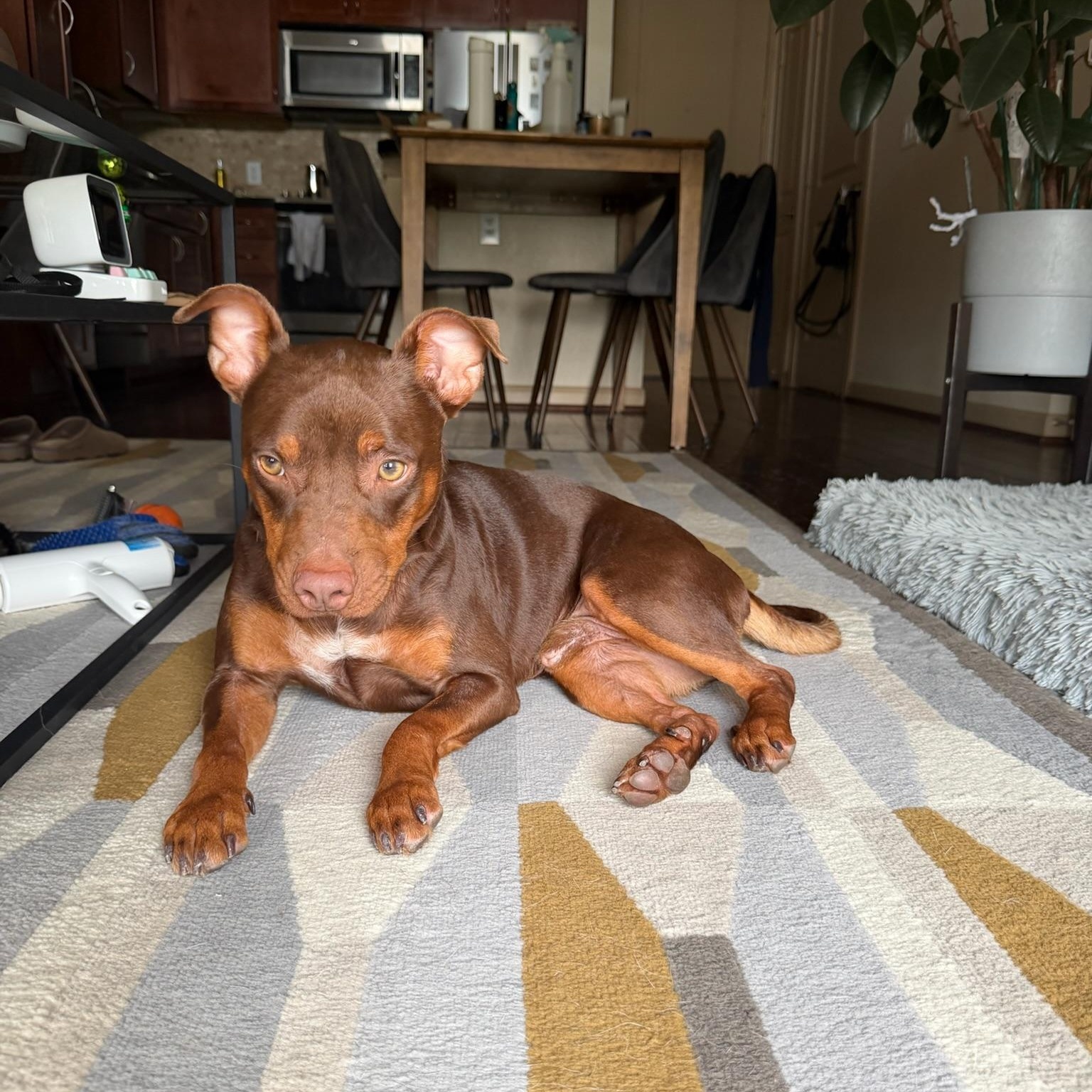 Enlarge Cheeto, a Adoption Pending mixed breed in Rochester, NY image 4/6
