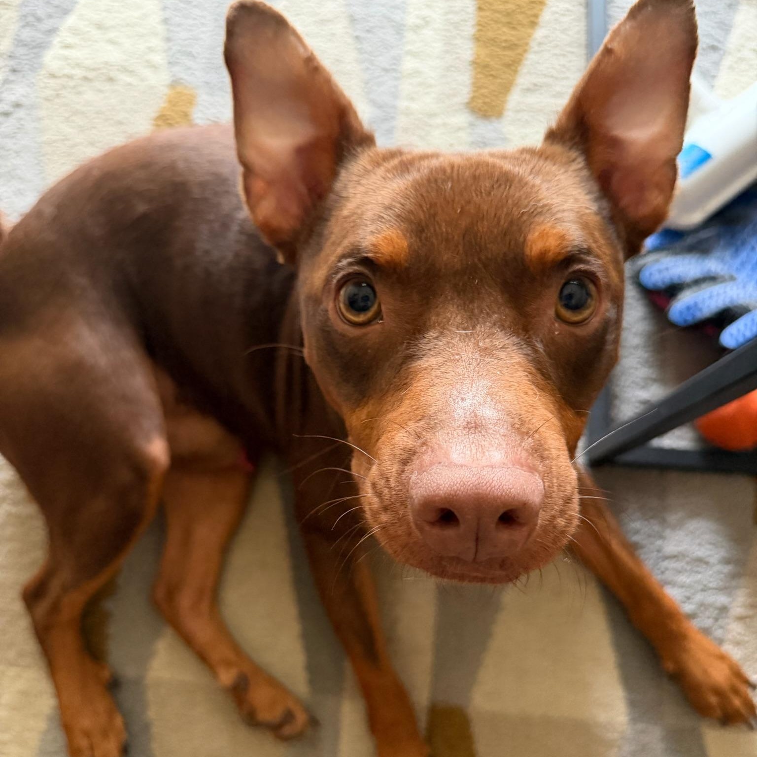 Enlarge Cheeto, a Adoption Pending mixed breed in Rochester, NY image 2/6