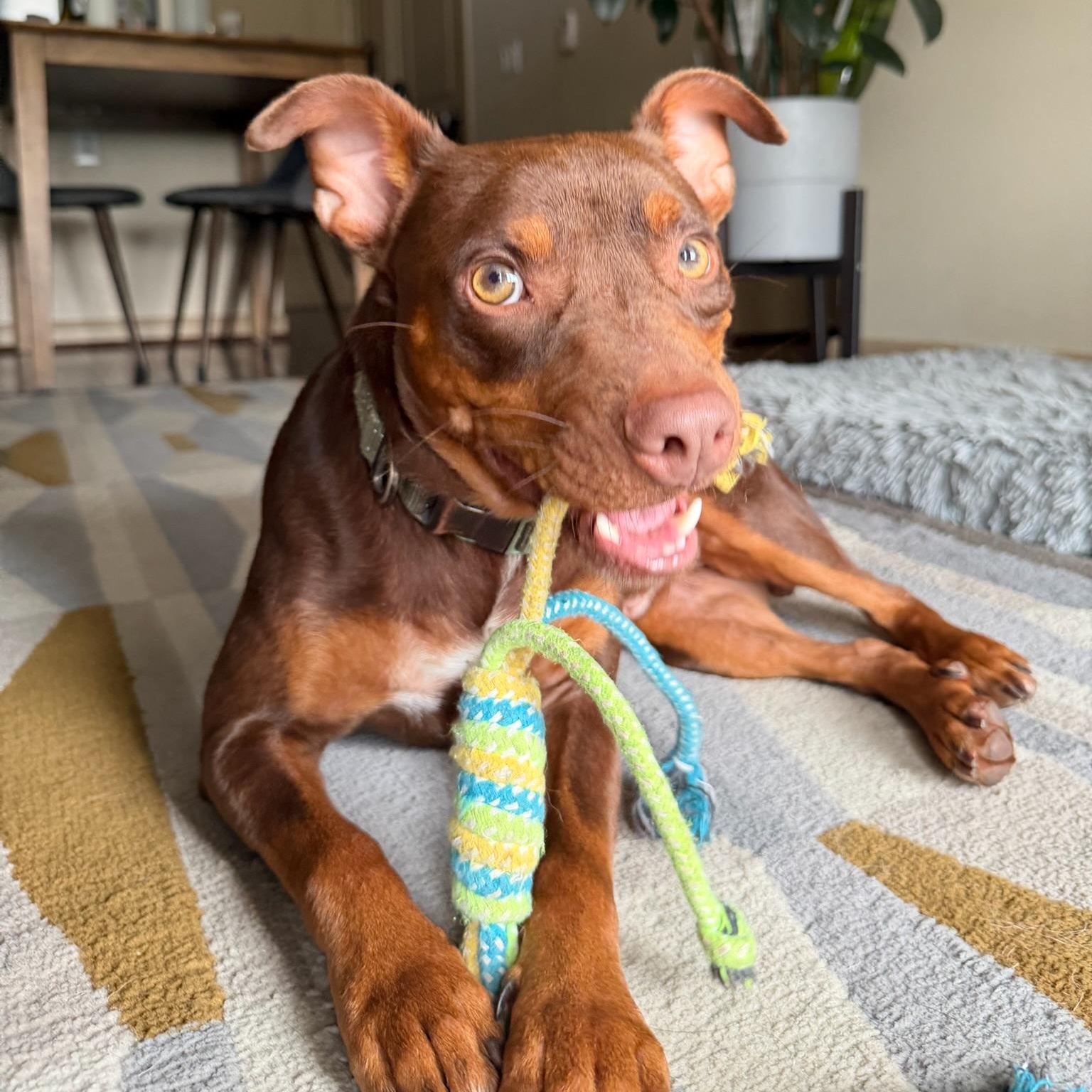 Cheeto, Adoptable, Adult Male Chihuahua & Miniature Pinscher.