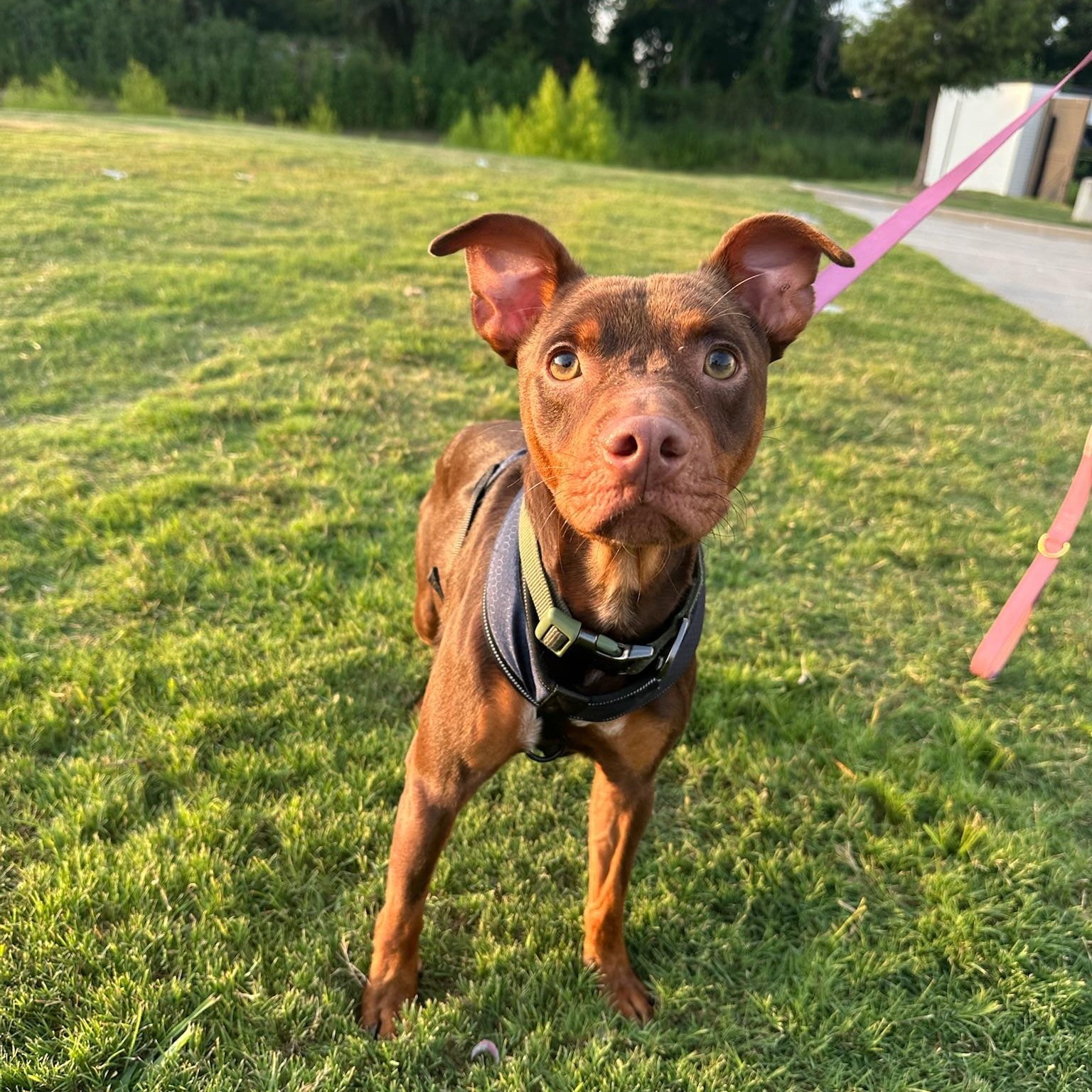 Enlarge Cheeto, a Adoption Pending mixed breed in Rochester, NY image 6/6