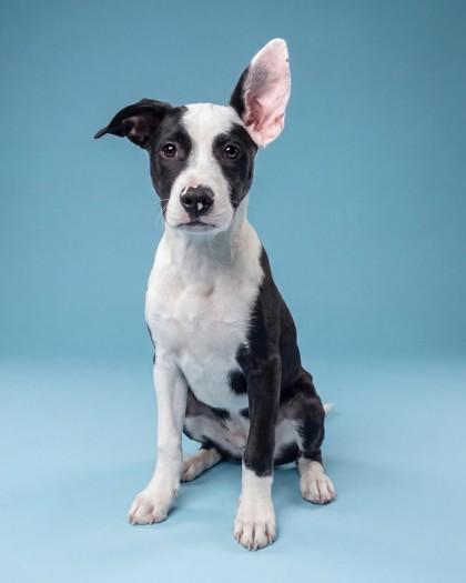 Enlarge Phish, a Adoptable mixed breed in Washington, DC image 1/3