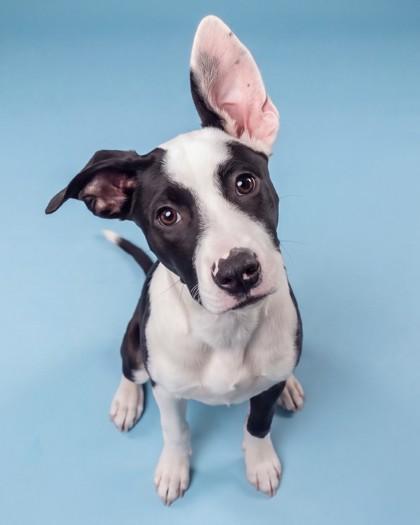 Enlarge Phish, a Adoptable mixed breed in Washington, DC image 2/3