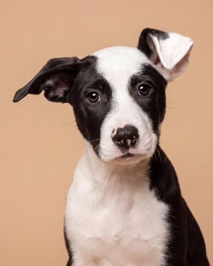 Enlarge Phish, a Adoptable mixed breed in Washington, DC image 3/3