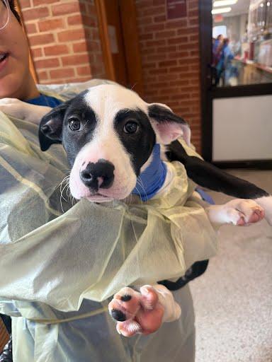 Enlarge Phish, a Adoptable mixed breed in Washington, DC image 1/1