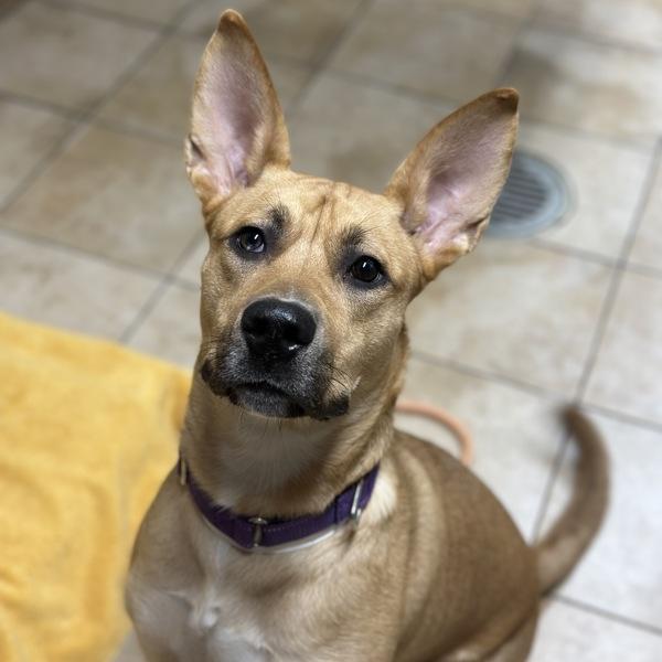 Enlarge Roo (mcas), a Adoptable mixed breed in Troutdale, OR image 1/2