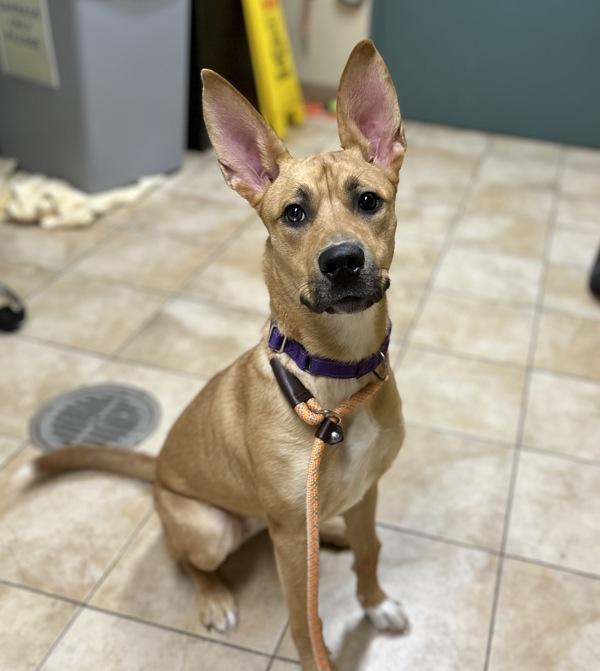 Enlarge Roo (mcas), a Adoptable mixed breed in Troutdale, OR image 2/2
