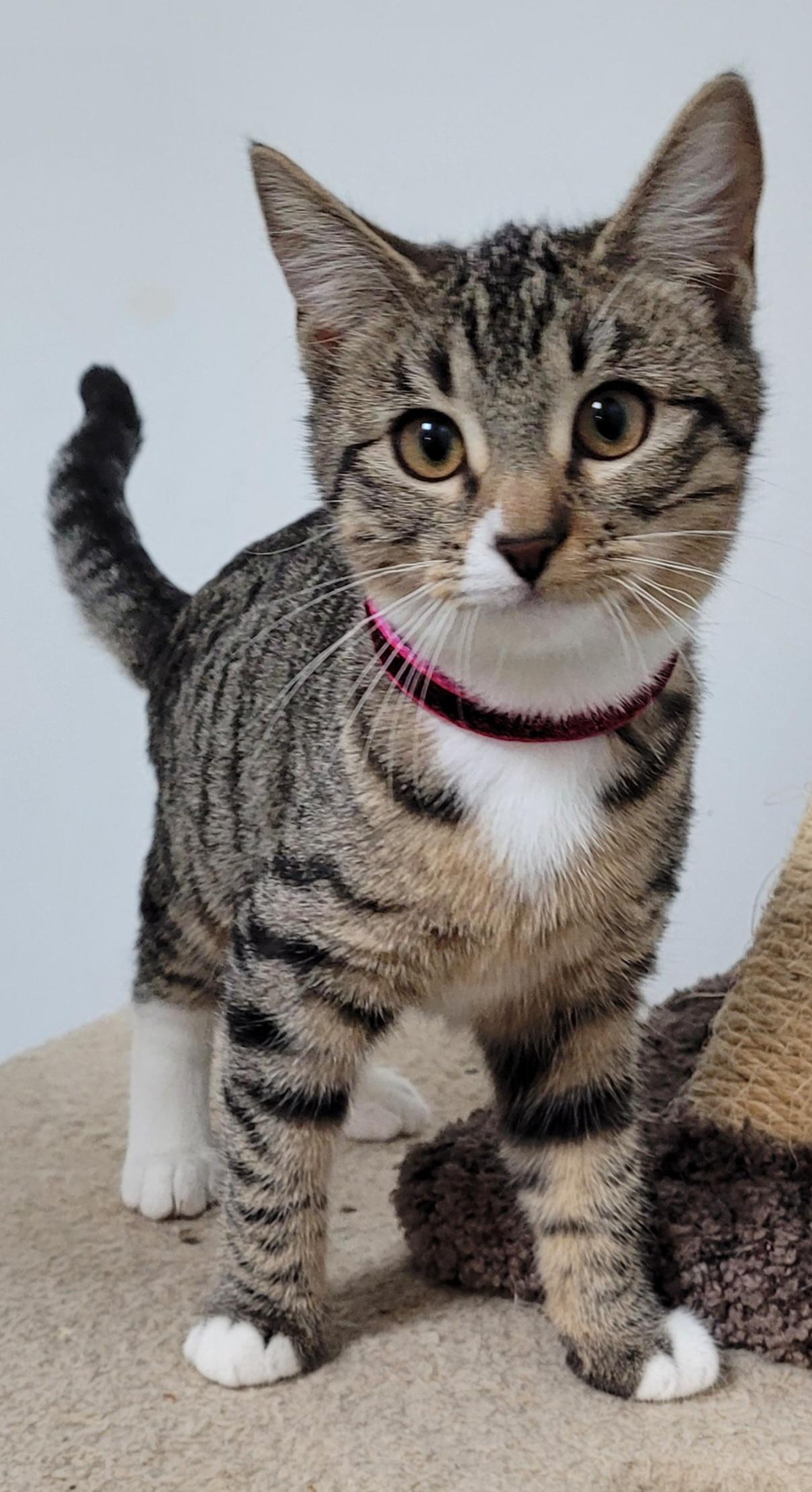 Dewie, Adoptable, Young Female Domestic Short Hair.