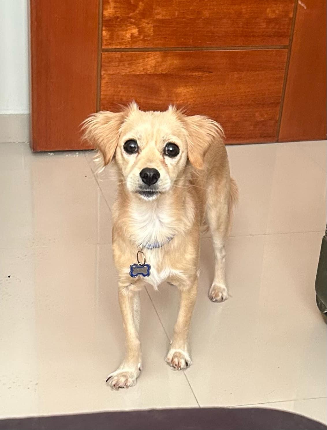 Enlarge Dongo, a Adopted Yorkie Poo in Escondido, CA image 1/1