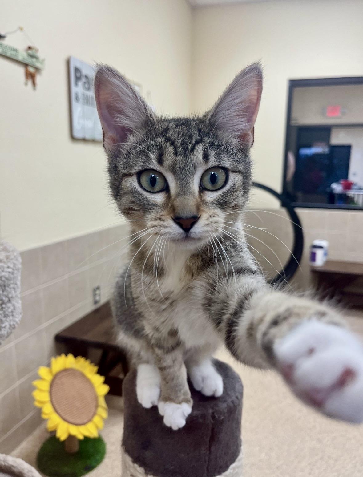 Enlarge Noodles, a ADOPTABLE mixed breed in Kerrville, TX image 1/2