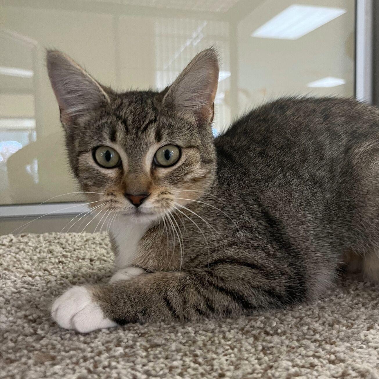 Enlarge Noodles, a ADOPTABLE mixed breed in Kerrville, TX image 2/2