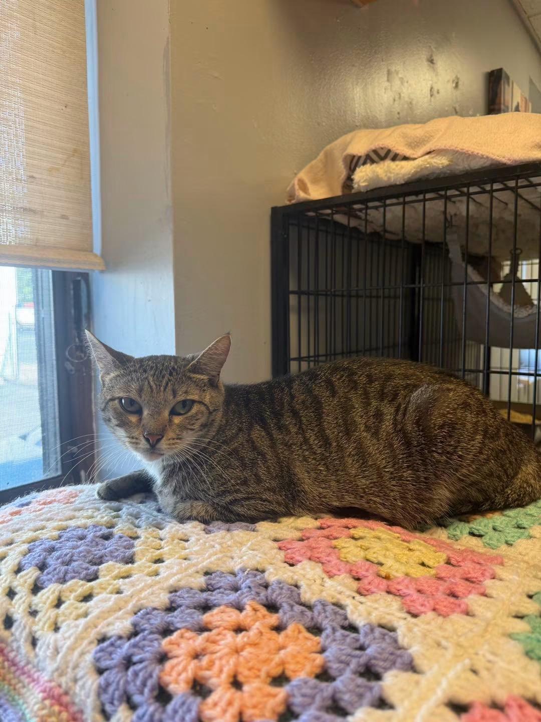 Toga, ADOPTABLE, Adult Female Domestic Short Hair.