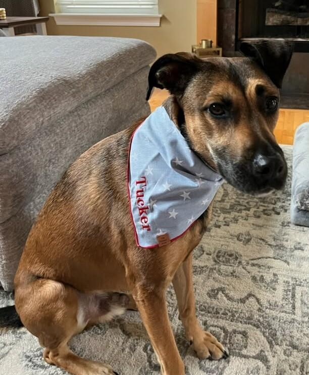 Tucker, a ADOPTABLE mixed breed in Schererville, IN image 2/2