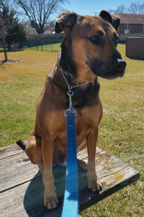 Tucker, ADOPTABLE, Adult Male German Shepherd Dog & Belgian Shepherd / Malinois.