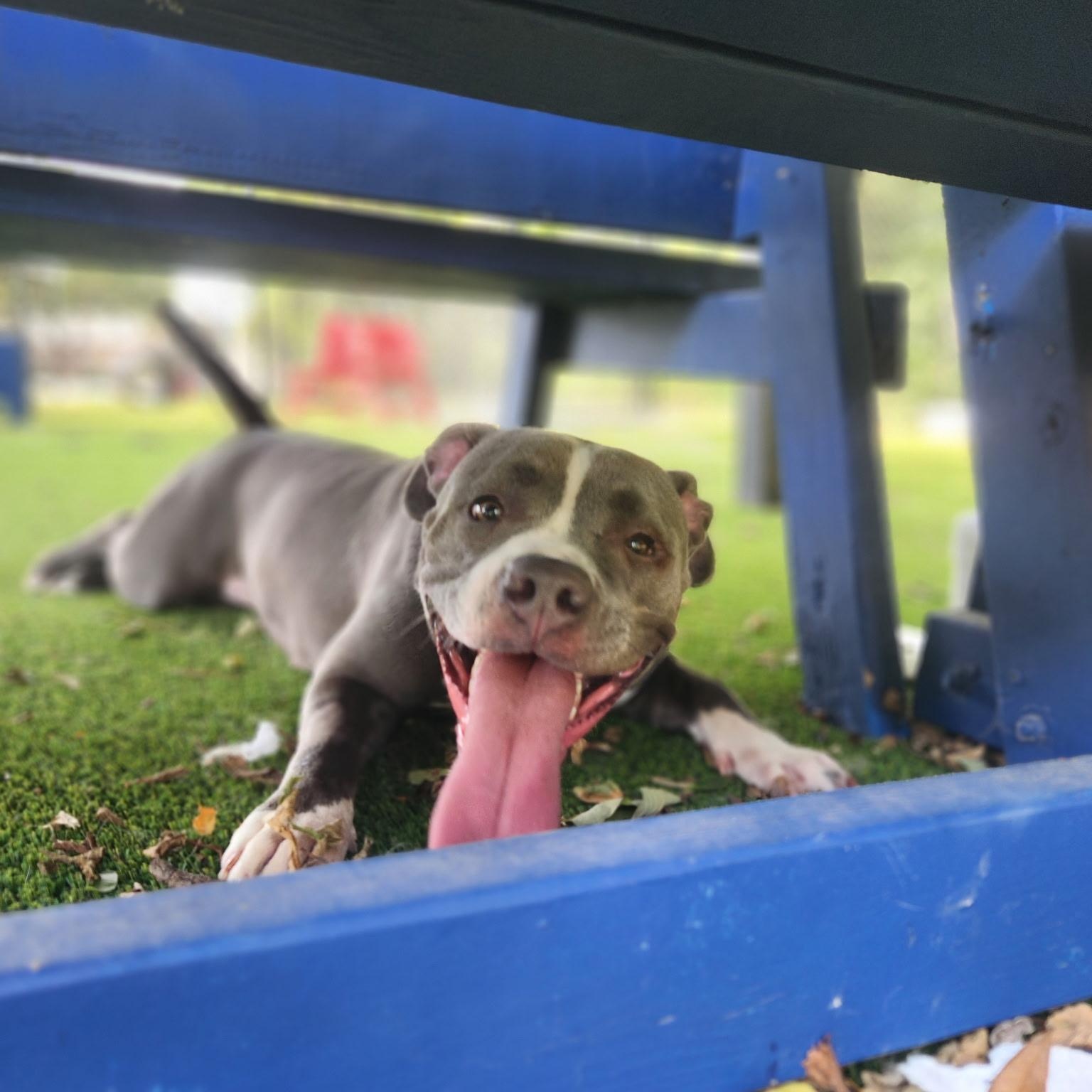 Suki, a Adoptable Pit Bull Terrier in Allen, TX image 2/6
