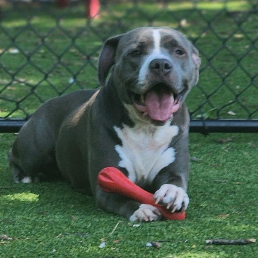 Suki, a Adoptable Pit Bull Terrier in Allen, TX image 3/6