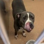 Suki, a Adoptable Pit Bull Terrier in Allen, TX image 2/2