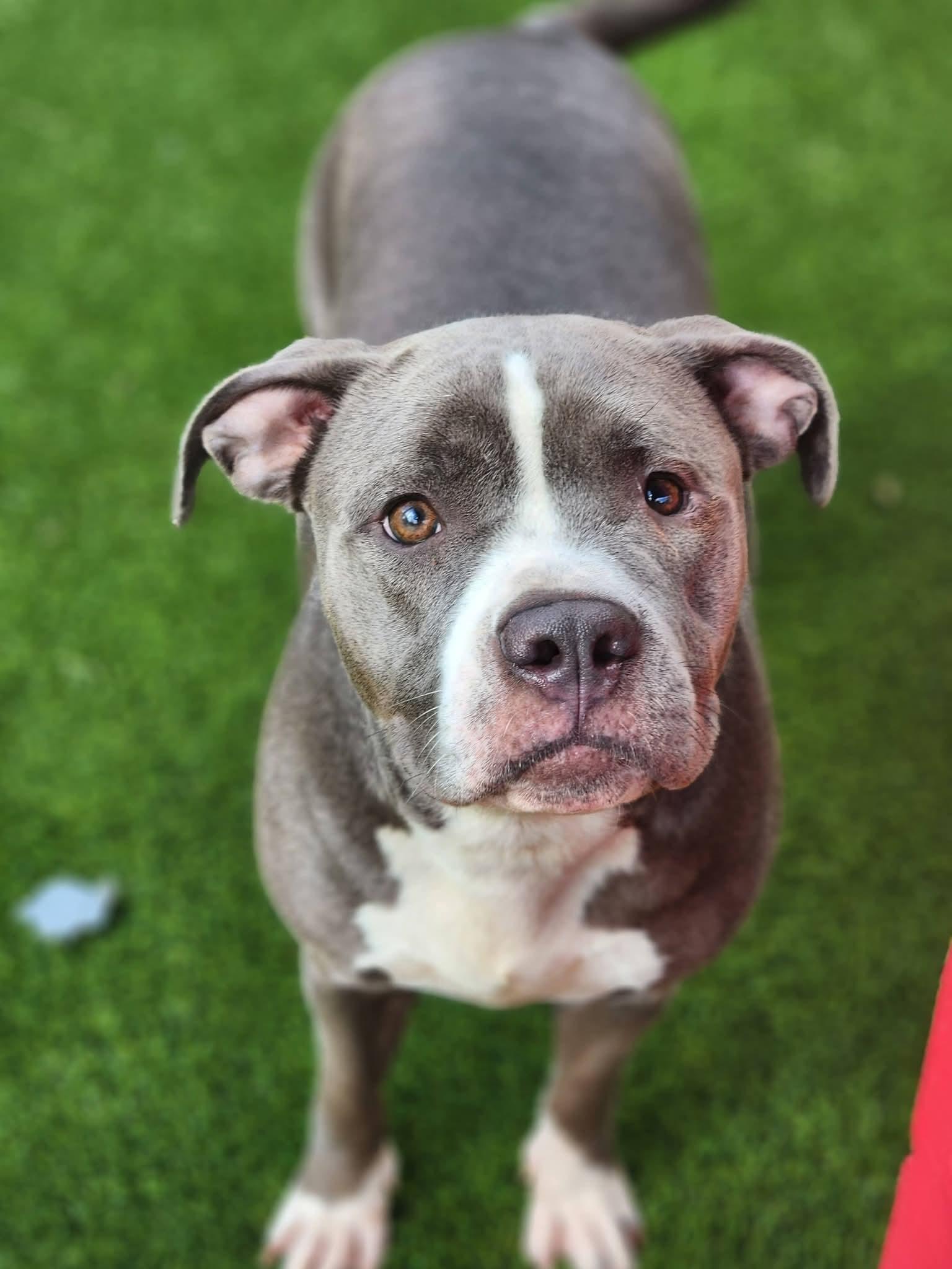 Suki, Adoptable, Adult Female Pit Bull Terrier.