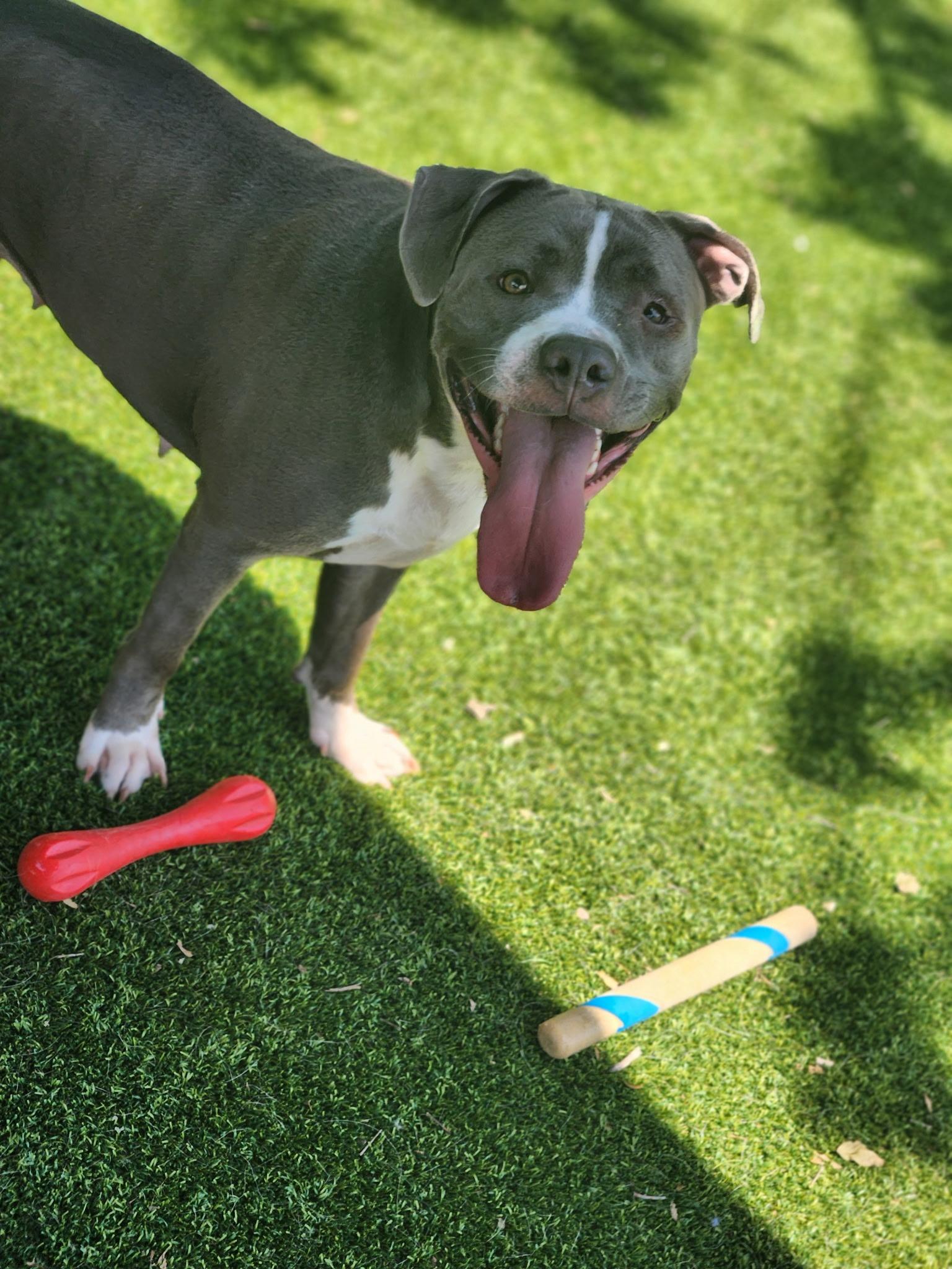 Suki, a Adoptable Pit Bull Terrier in Allen, TX image 4/6
