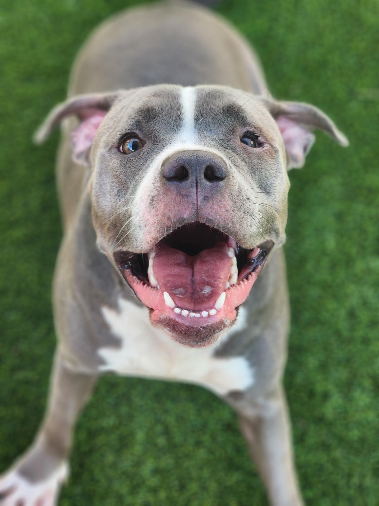 Suki, a Adoptable Pit Bull Terrier in Allen, TX image 6/6