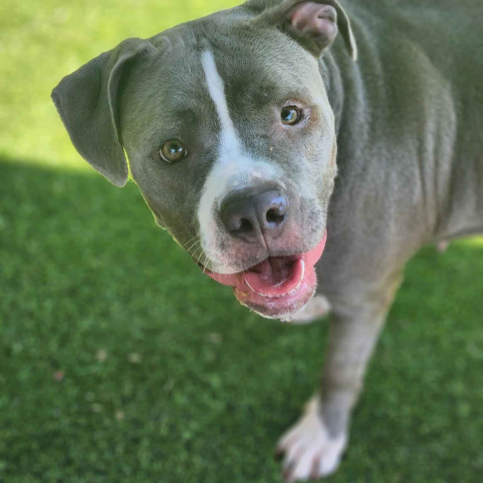 Suki, Adoptable, Adult Female Pit Bull Terrier.