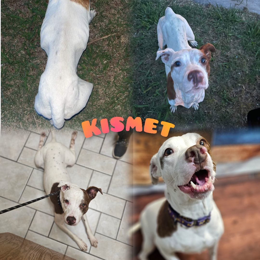 Kismet, Adoptable, Adult Female Pit Bull Terrier.