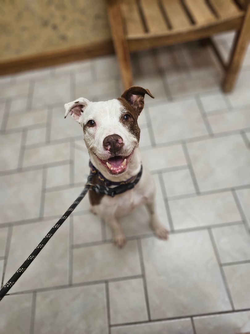 Kismet, a Adoptable Pit Bull Terrier in TULSA, OK image 2/15
