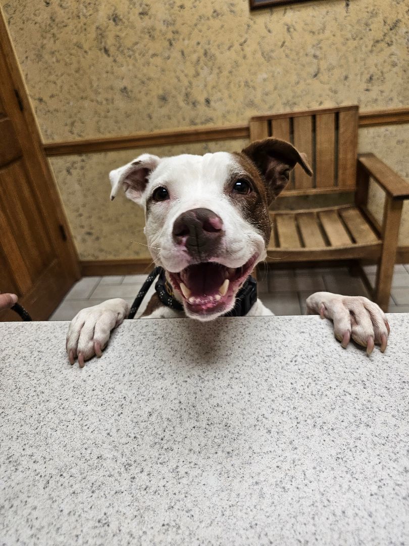 Kismet, a Adoptable Pit Bull Terrier in TULSA, OK image 3/15