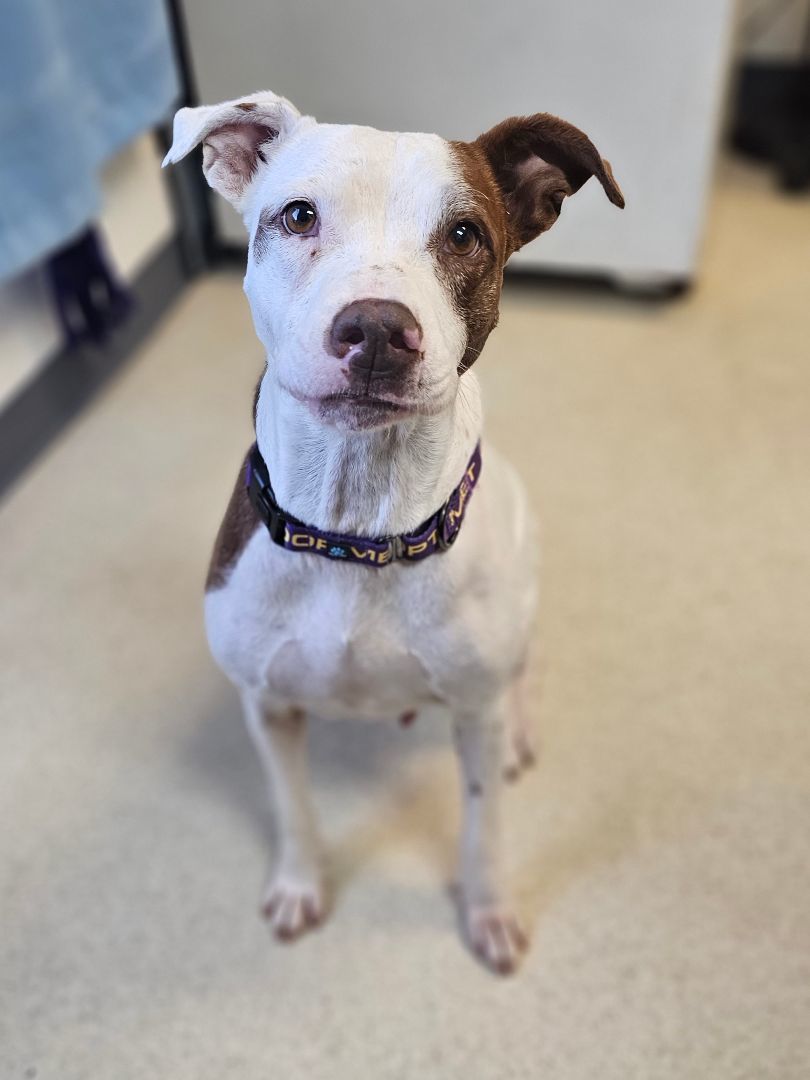 Kismet, a Adoptable Pit Bull Terrier in TULSA, OK image 4/15