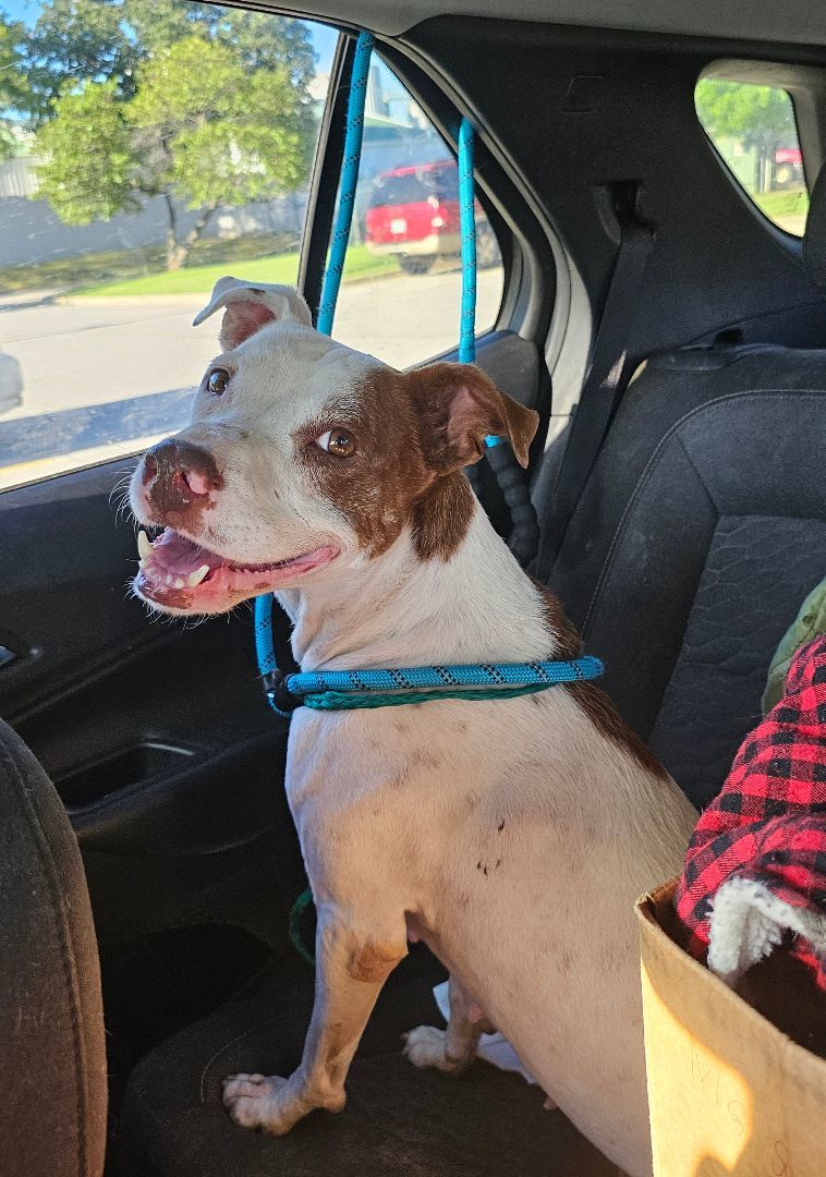 Kismet, a Adoptable Pit Bull Terrier in TULSA, OK image 5/15