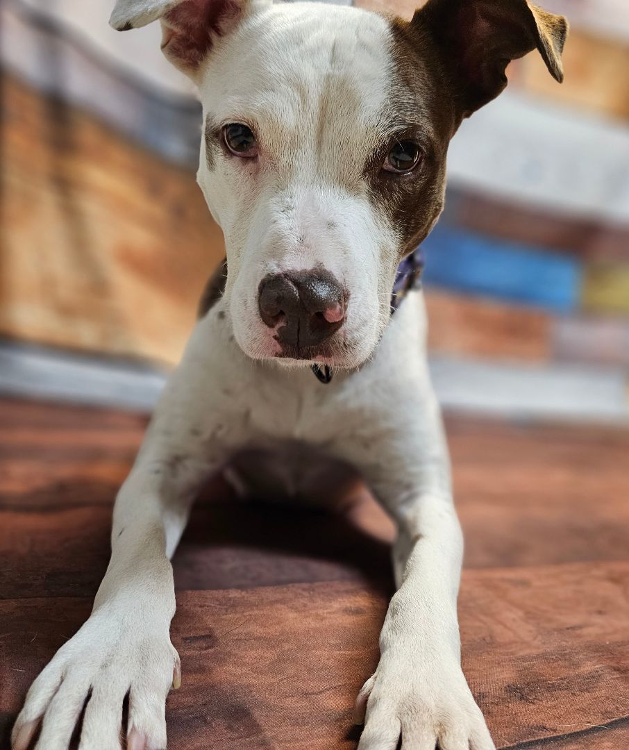 Kismet, a Adoptable Pit Bull Terrier in TULSA, OK image 6/15