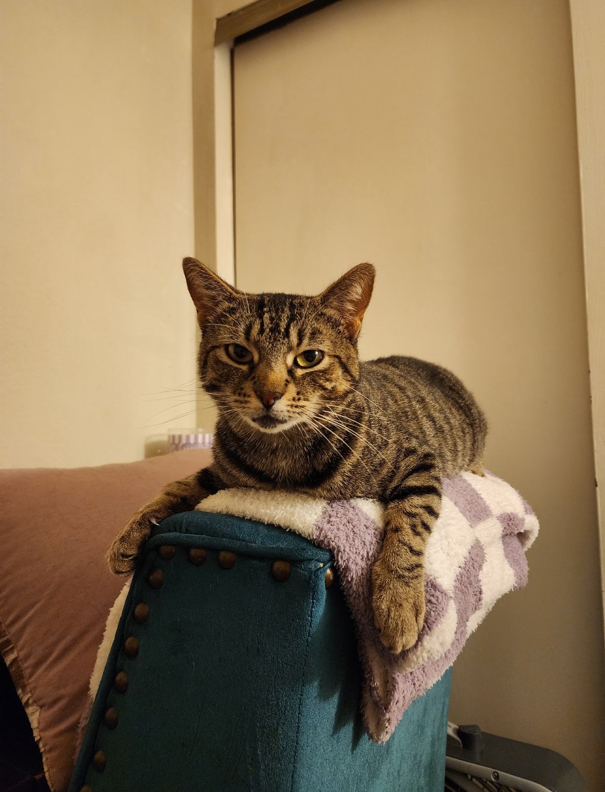 Enlarge Lucy, a Adoptable Domestic Short Hair in Crockett, CA image 1/1