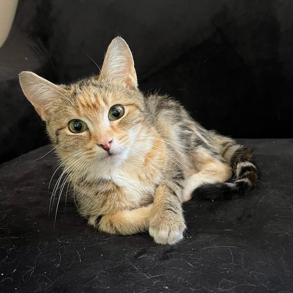 Cher, Adoptable, Adult Female Domestic Short Hair.