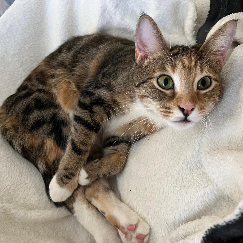 Cher, a Adoptable Domestic Short Hair in Cumming, GA image 3/6