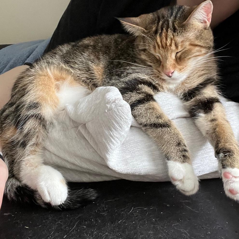 Cher, a Adoptable Domestic Short Hair in Cumming, GA image 5/6