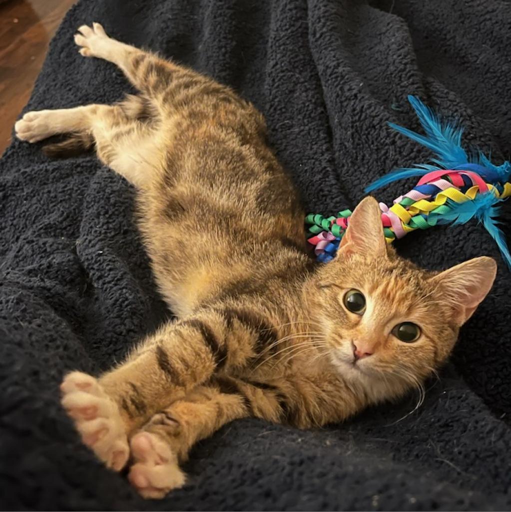 Cher, a Adoptable Domestic Short Hair in Cumming, GA image 6/6