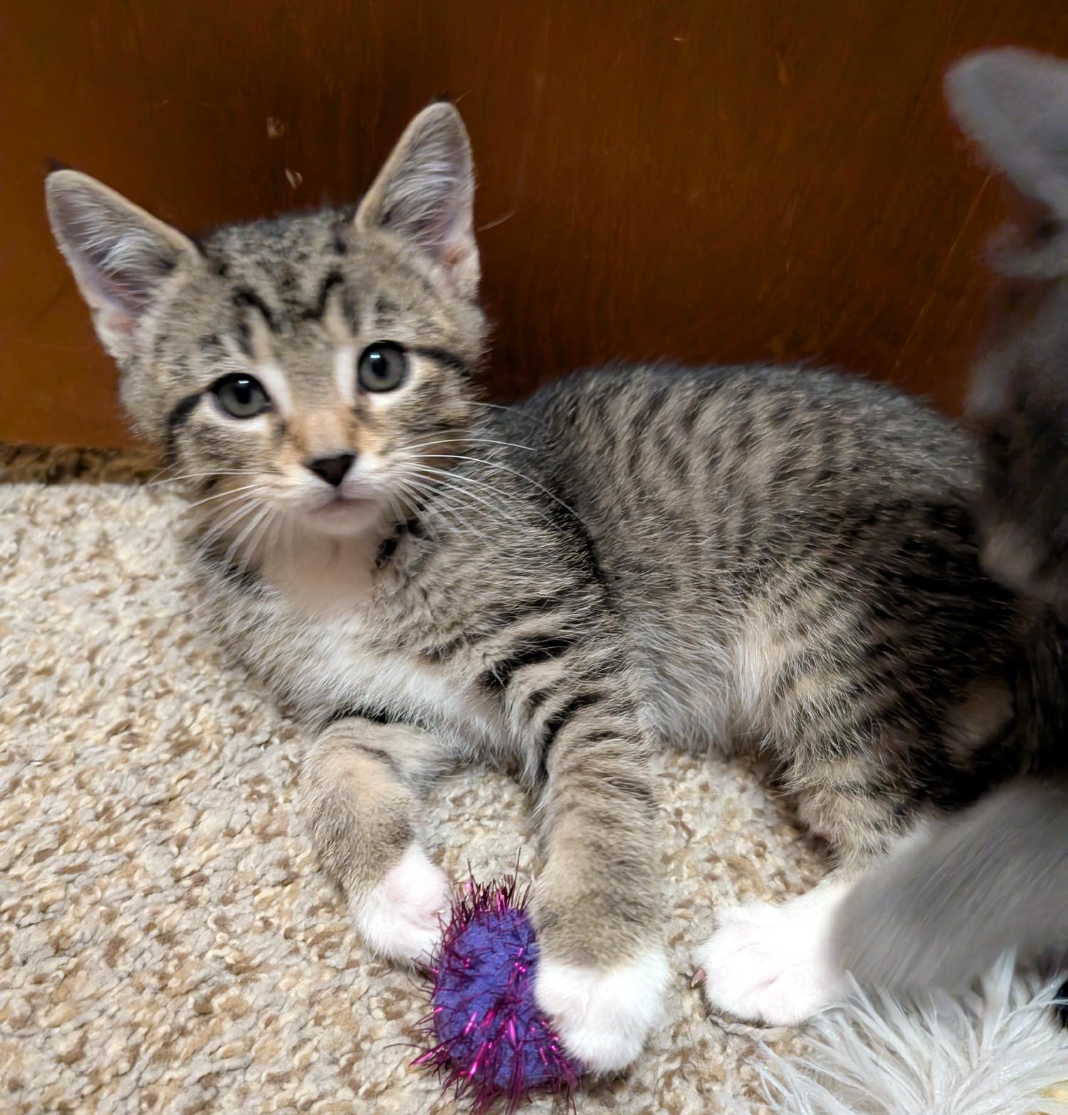 Enlarge Blueberry, a ADOPTABLE Domestic Short Hair in Wadsworth, OH image 2/3