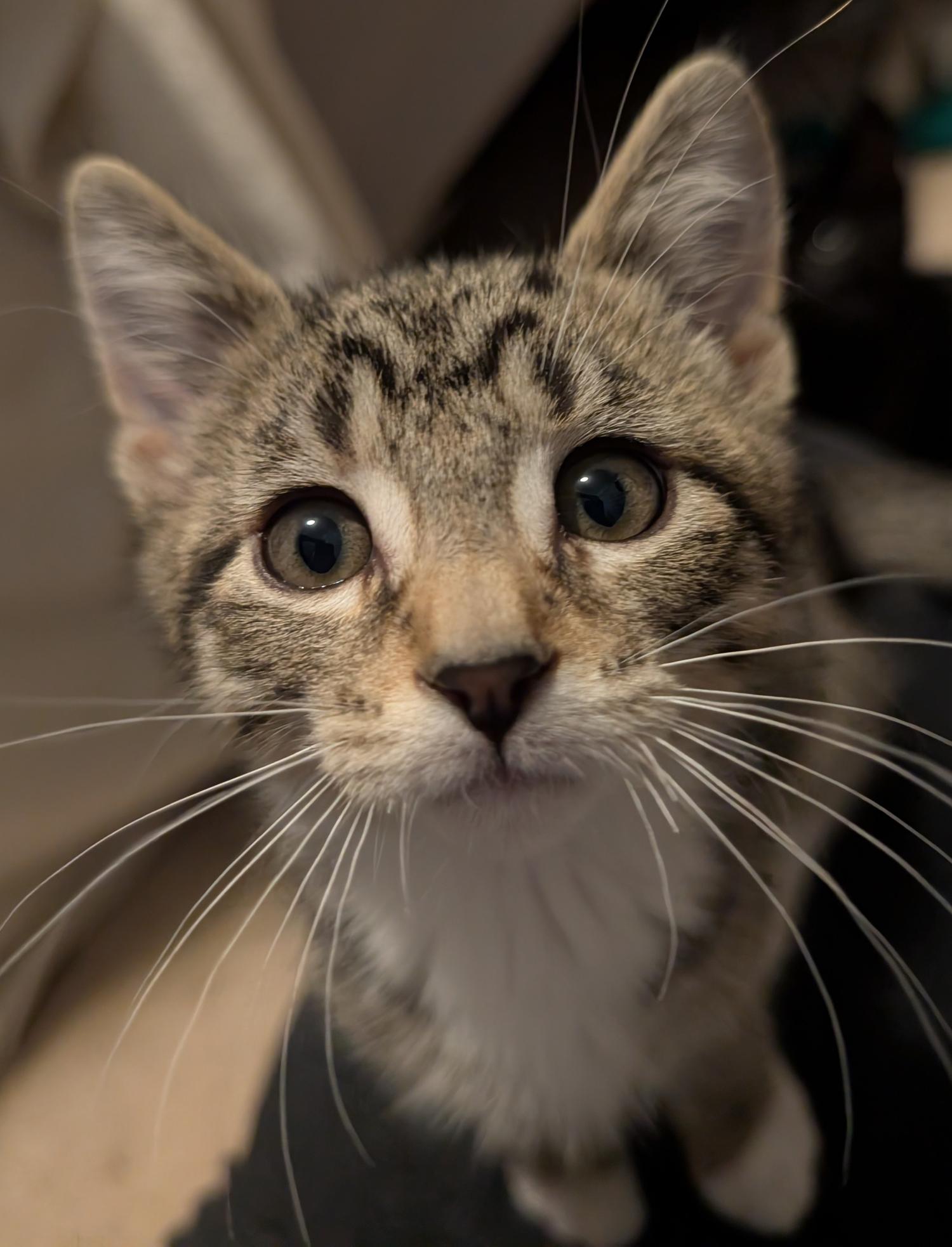 Enlarge Blueberry, a ADOPTABLE Domestic Short Hair in Wadsworth, OH image 3/3