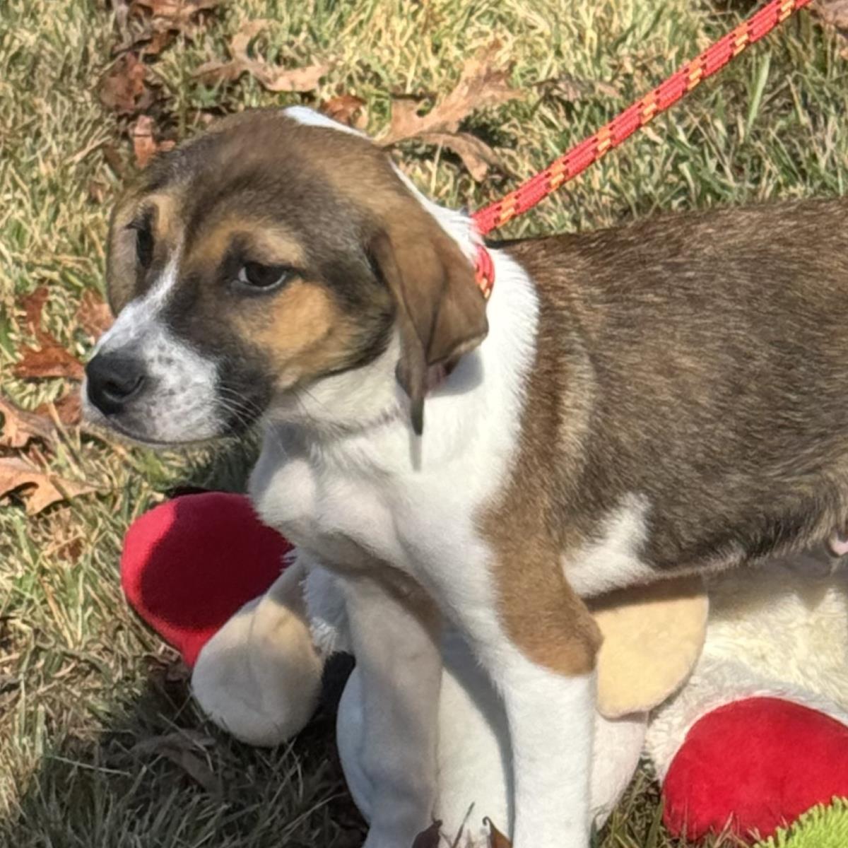 Enlarge Roo, a Adoptable Australian Shepherd in Locust Fork, AL image 2/3