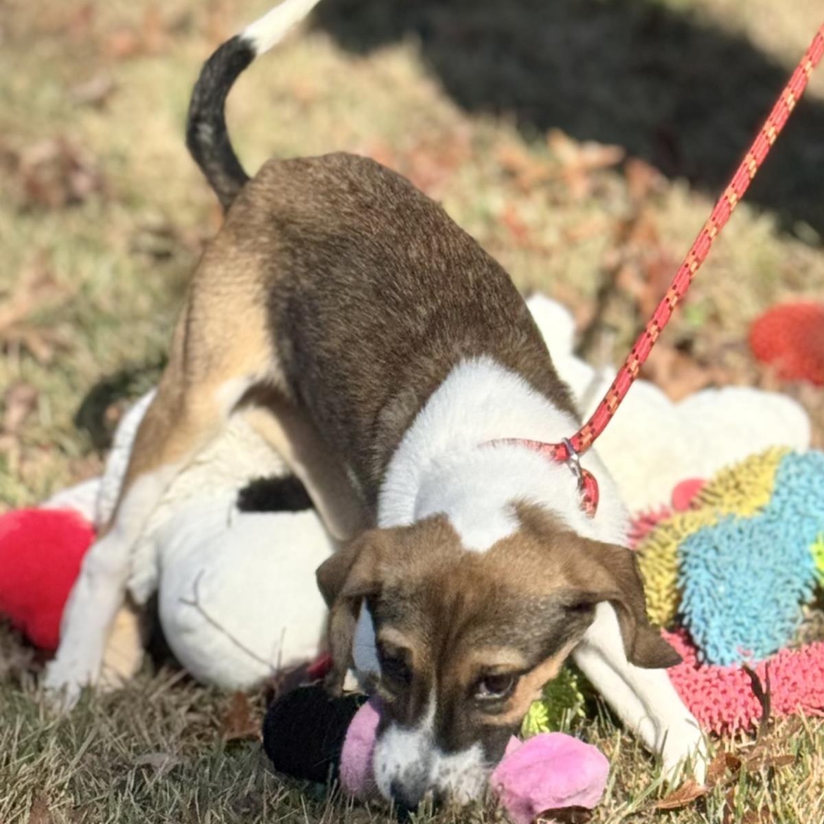 Enlarge Roo, a Adoptable Australian Shepherd in Locust Fork, AL image 3/3