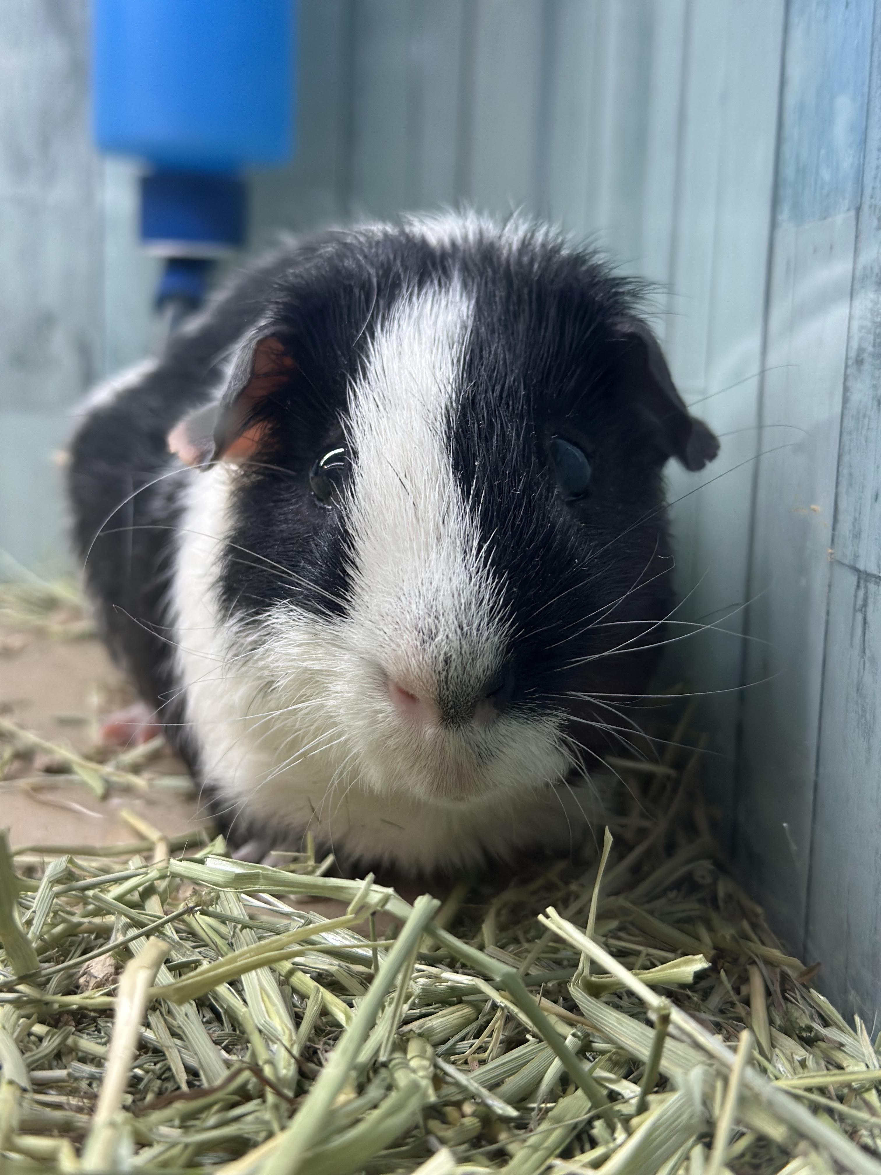 Guava, ADOPTABLE, Adult Male Guinea Pig.