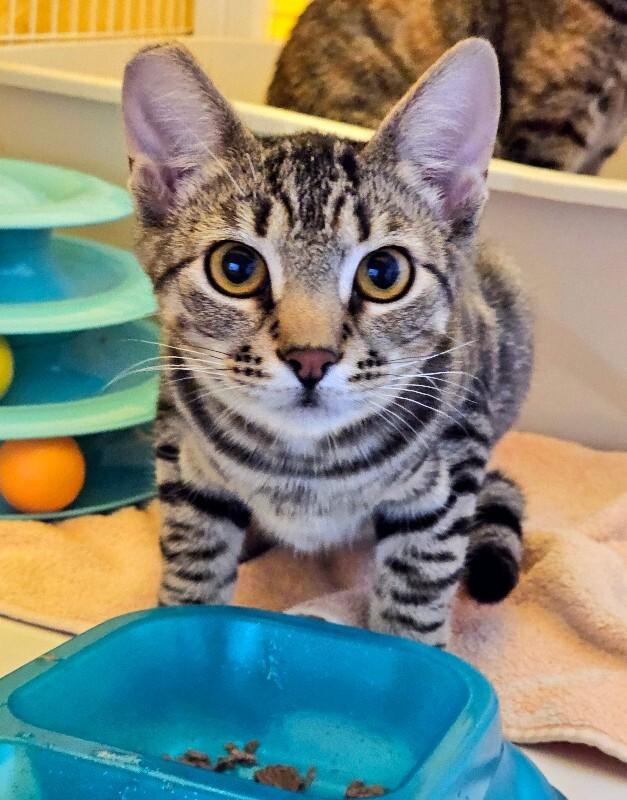 Pinto, Adoptable, Young Male Domestic Short Hair.