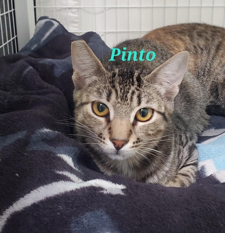 Enlarge Pinto, a Adoptable Domestic Short Hair in Diamond Springs, CA image 2/4