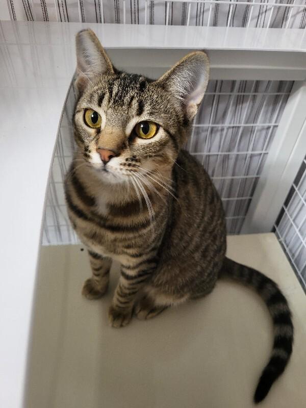 Enlarge Pinto, a Adoptable Domestic Short Hair in Diamond Springs, CA image 3/4