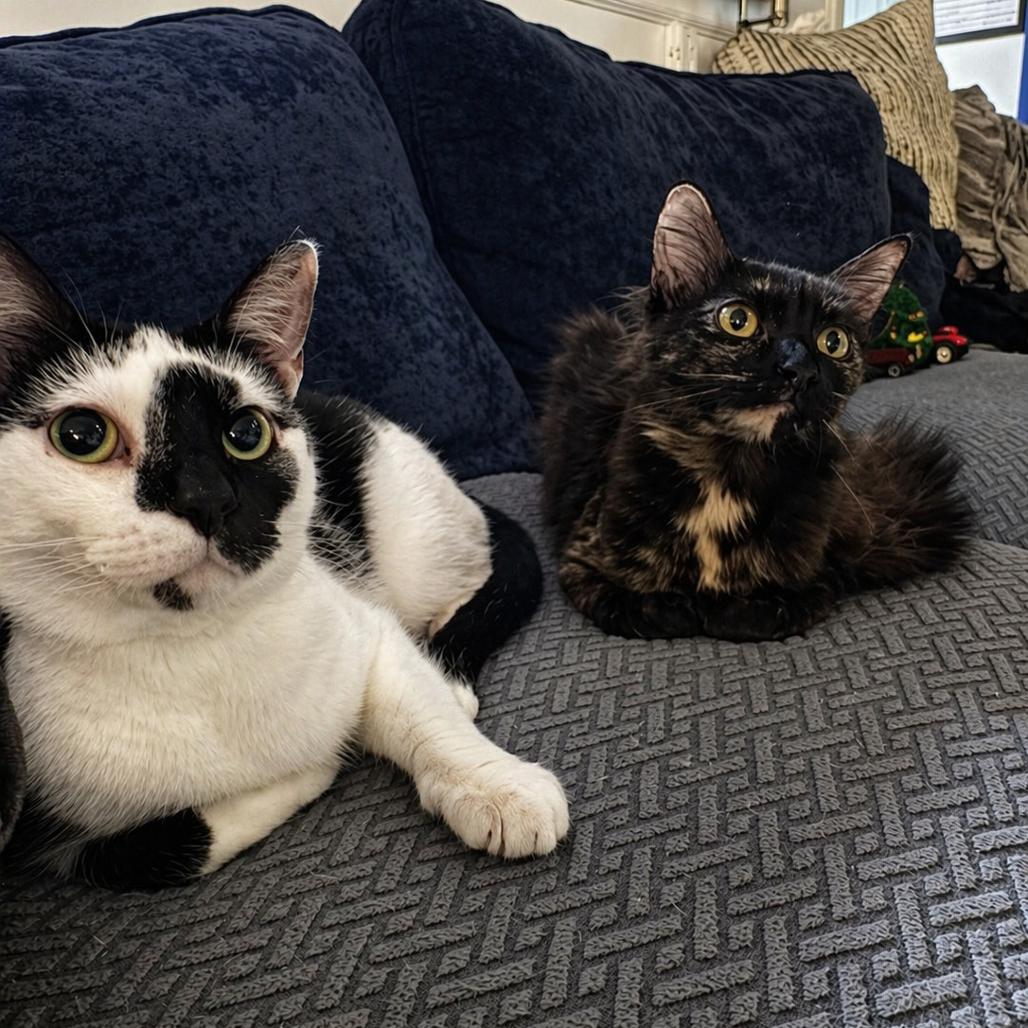 Autumn, Adoptable, Young Female Domestic Long Hair.