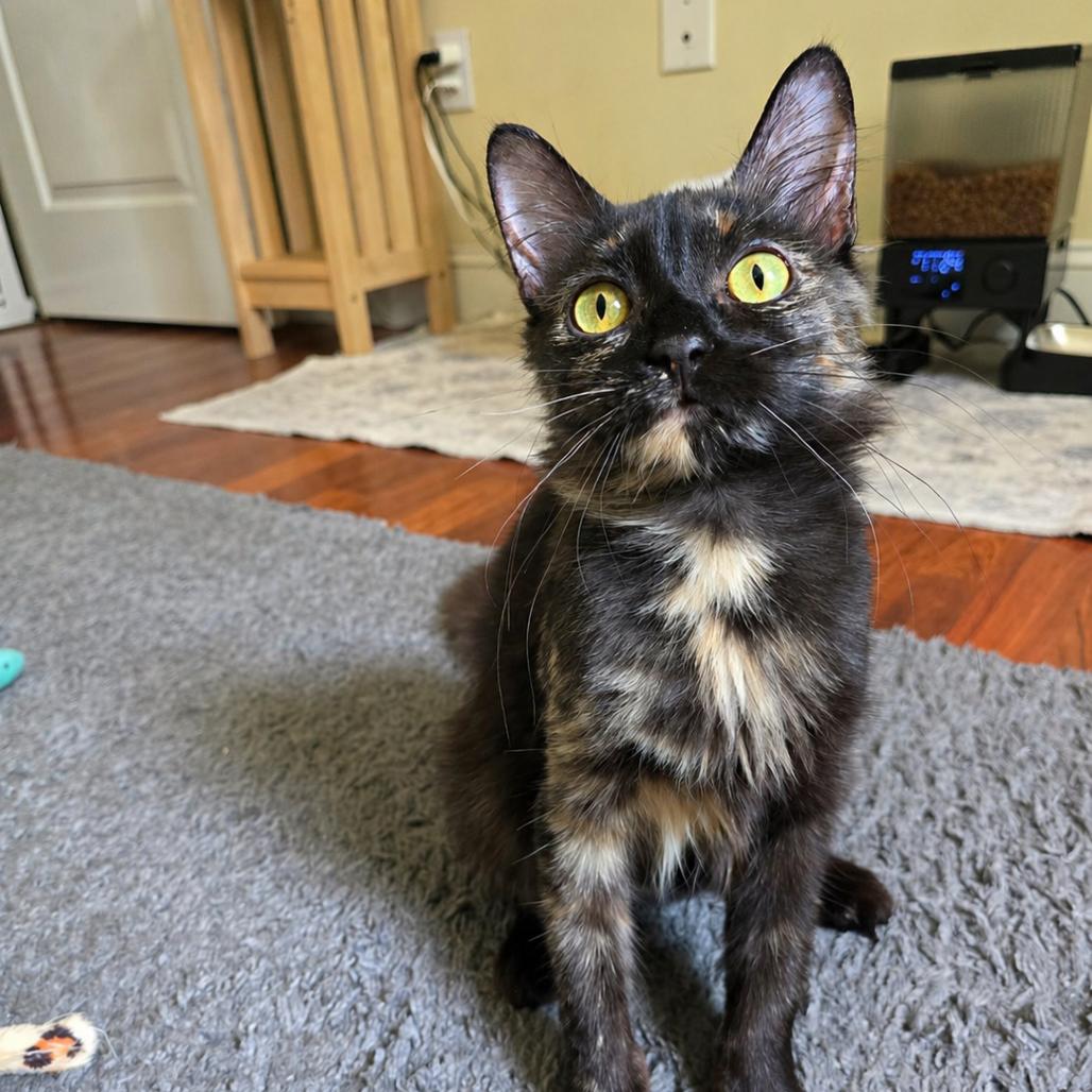 Autumn, a Adoptable Domestic Long Hair in Huntsville, AL image 2/6