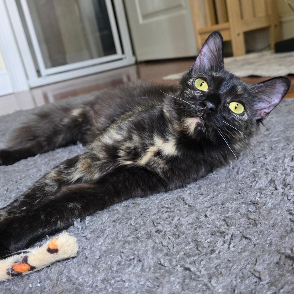 Autumn, a Adoptable Domestic Long Hair in Huntsville, AL image 4/6