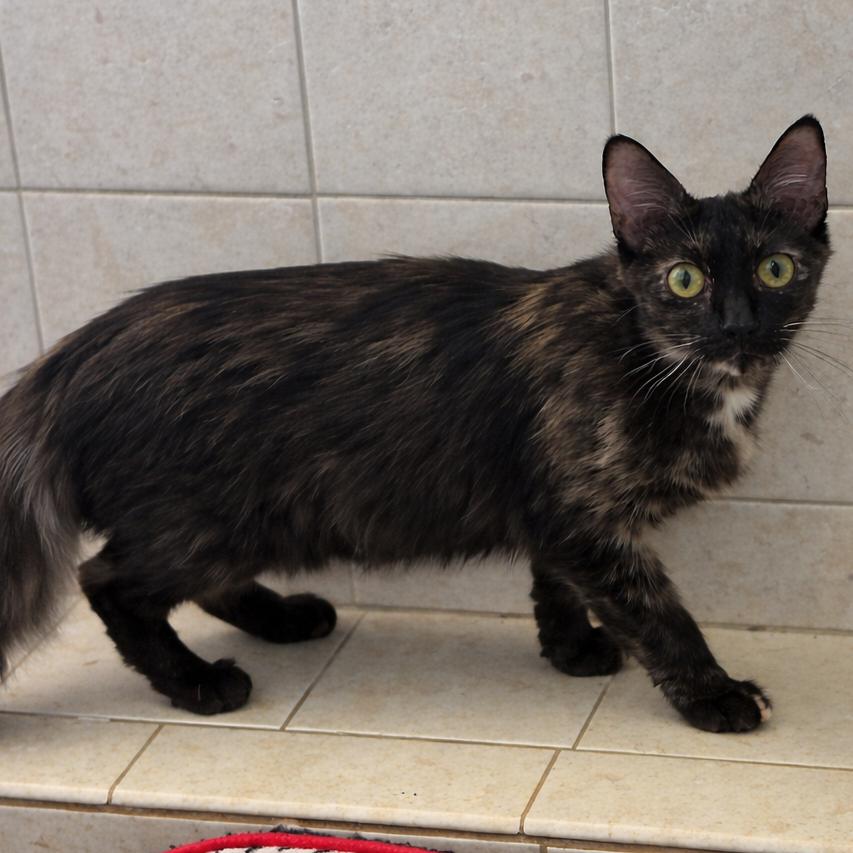 Autumn, a Adoptable Domestic Long Hair in Huntsville, AL image 5/6