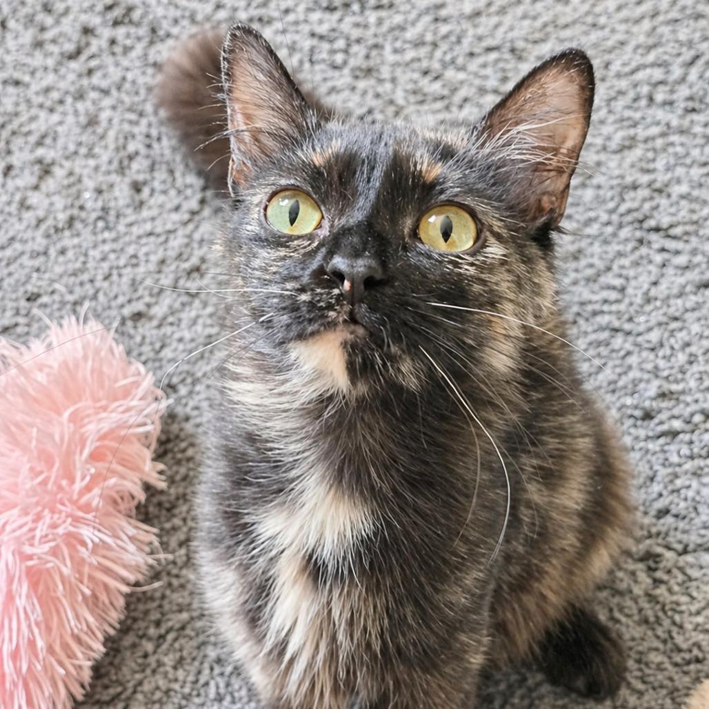 Autumn, a Adoptable Domestic Long Hair in Huntsville, AL image 6/6